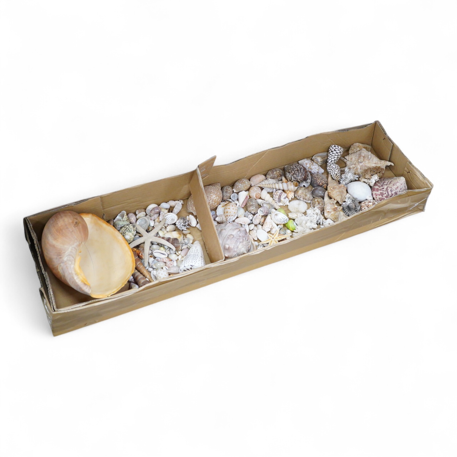 A selection of seashells and other marine invertebrates